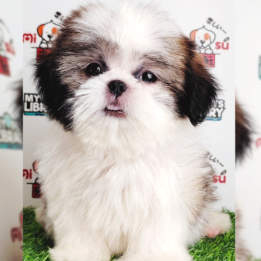 Shih Tzu Puppy (Female) For Sale