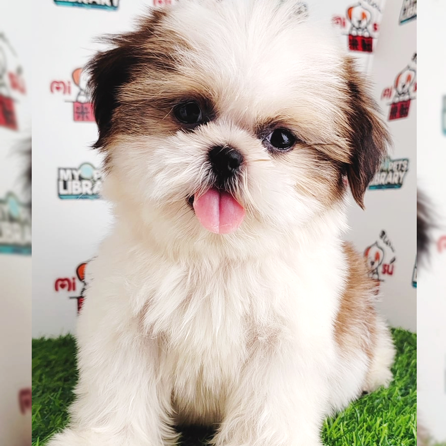Shih Tzu Puppy (Female) For Sale