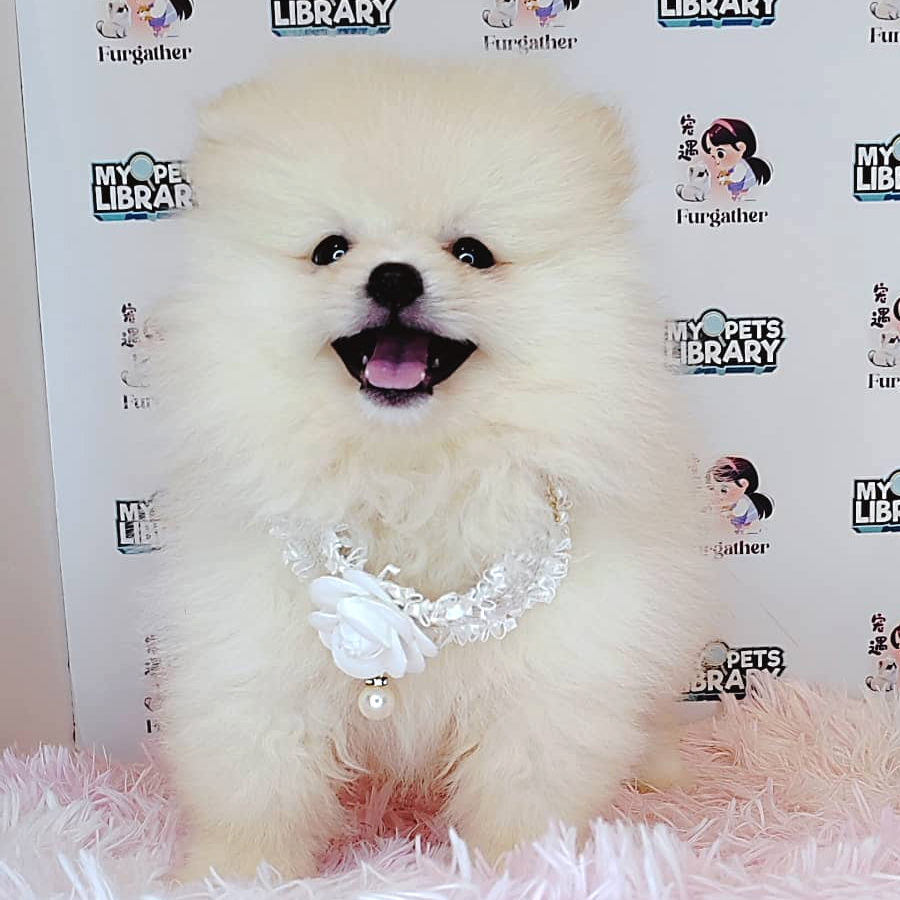 Pomeranian Puppy (Male) For Sale
