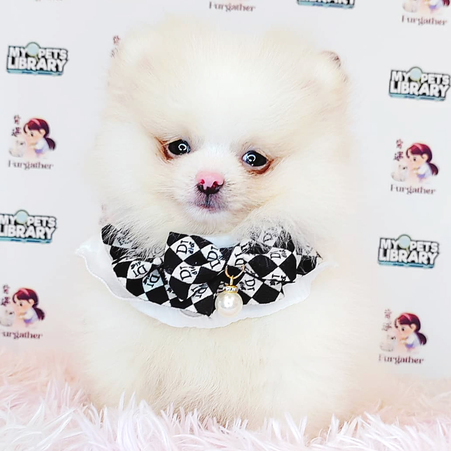 Pomeranian Puppy (Female) For Sale