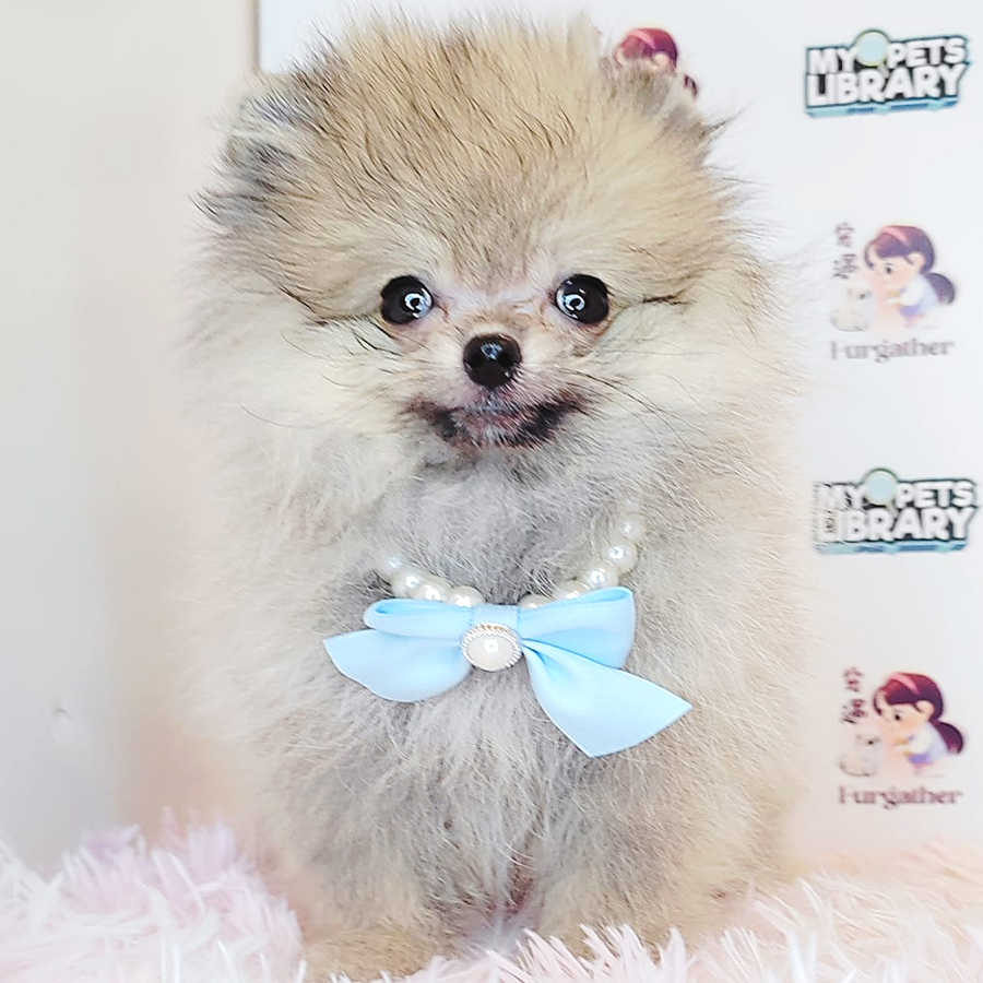 Pomeranian Puppy (Female) For Sale