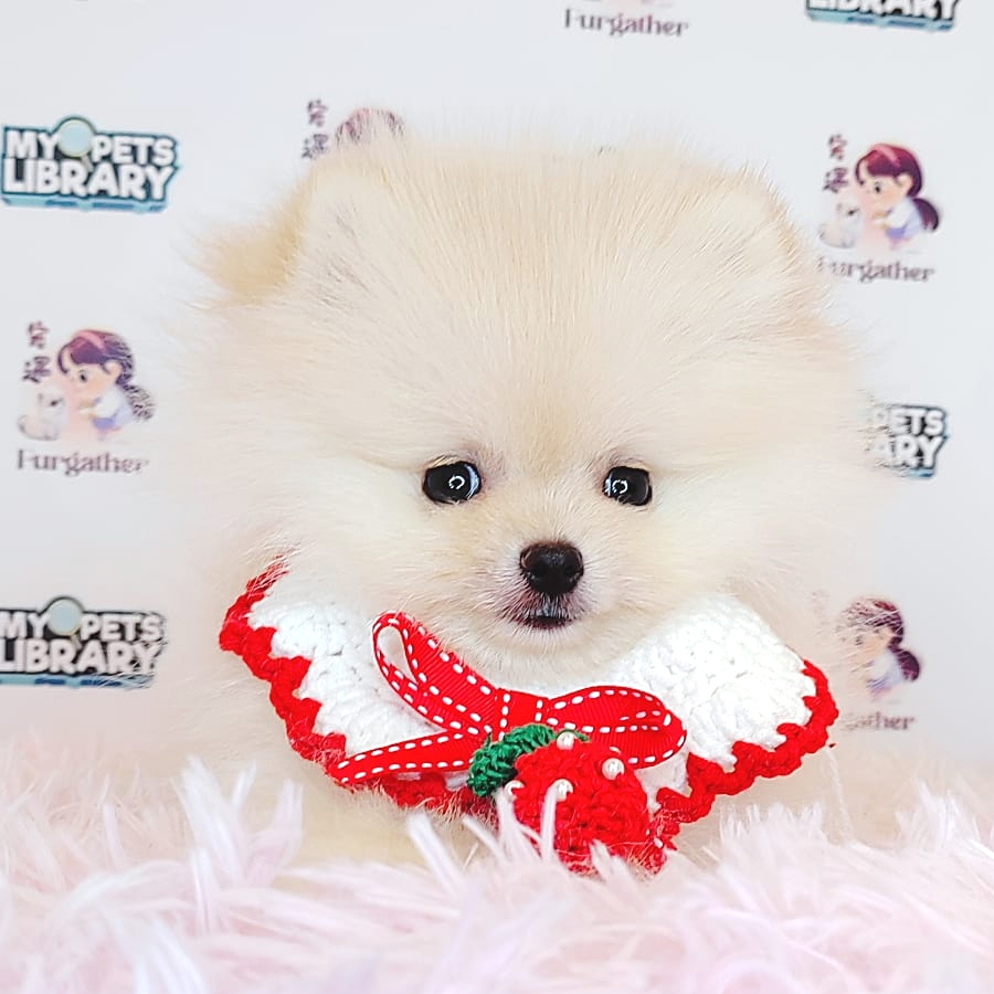Pomeranian Puppy (Male) For Sale