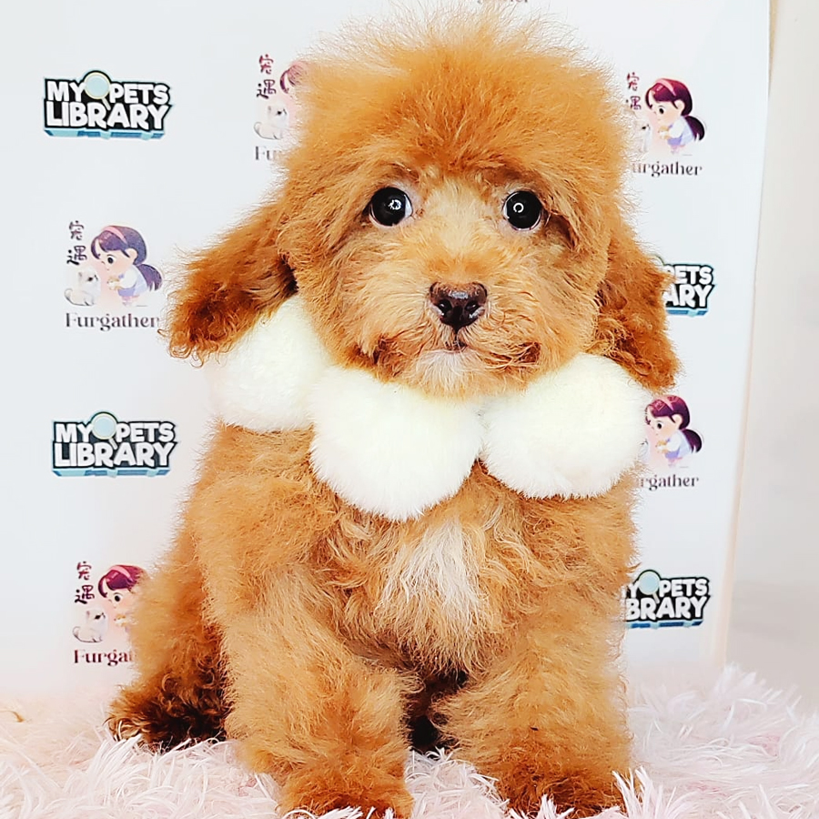 Toy Poodle Puppy (Female) For Sale