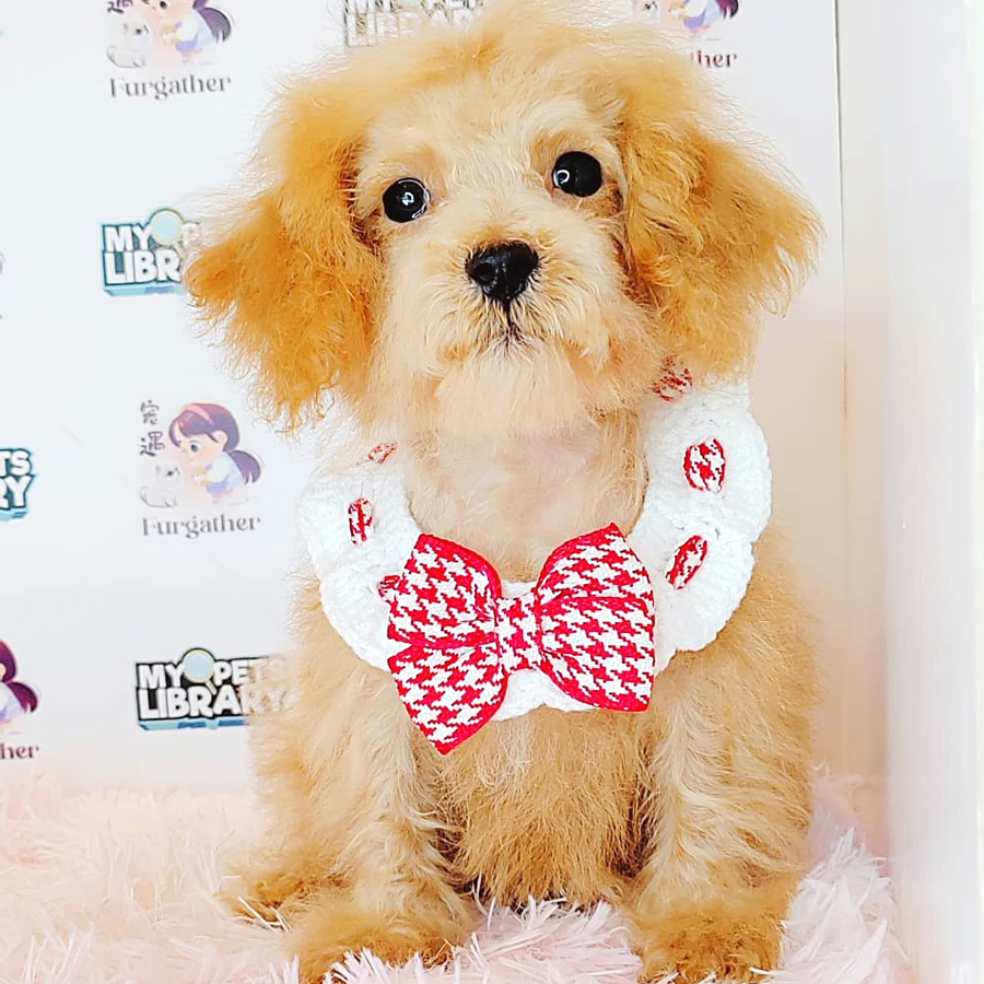 Maltipoo Puppy (Male) For Sale