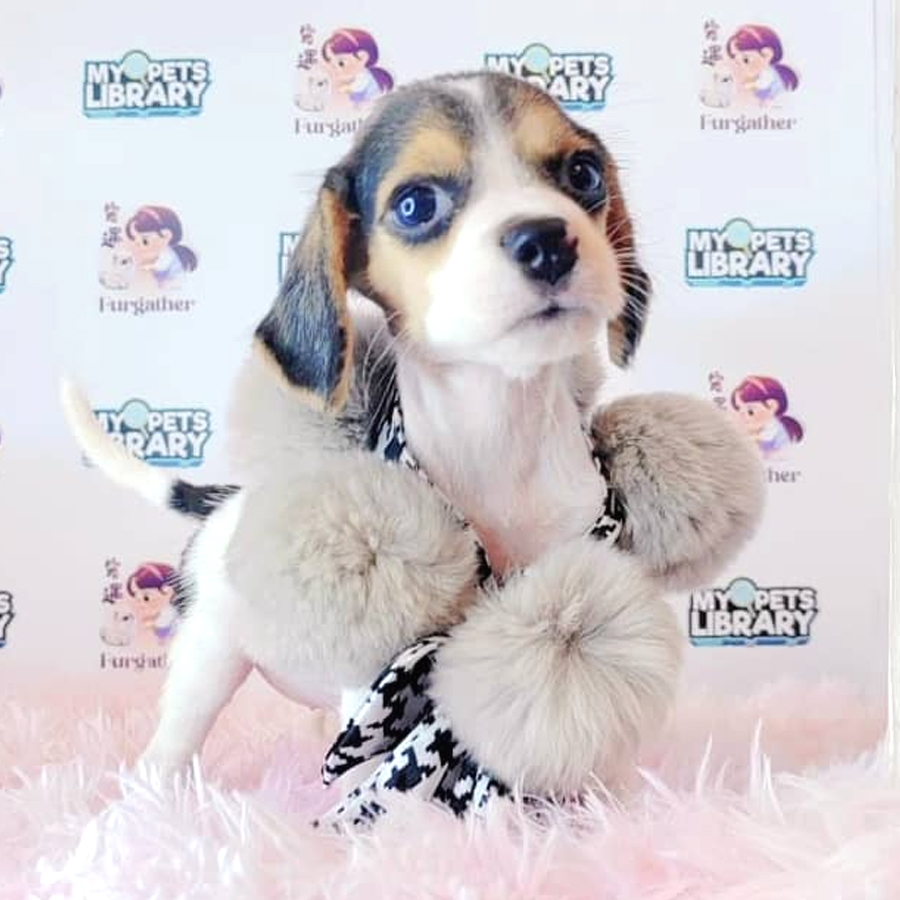 Beagle Puppy (Female) For Sale
