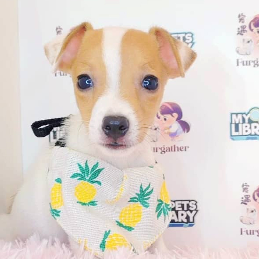 Jack Russell Puppy (Male) For Sale
