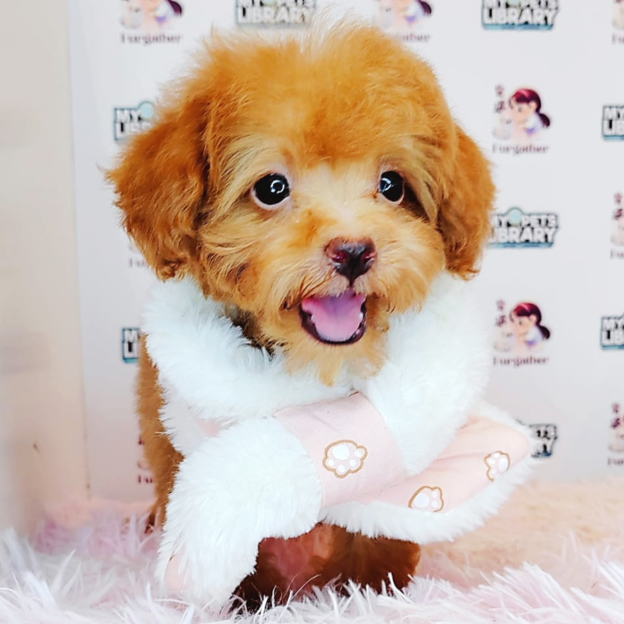 Tiny Poodle Puppy (Male) For Sale