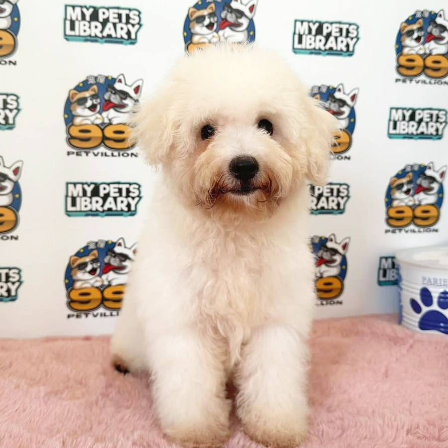 Toy Poodle Puppy (Male) For Sale