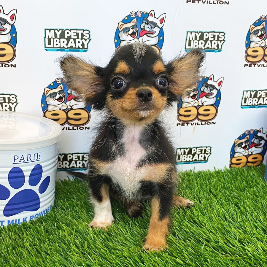 Longcoat Chihuahua Puppy (Male) For Sale