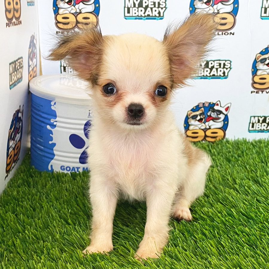 Longcoat Chihuahua Puppy (Female) For Sale