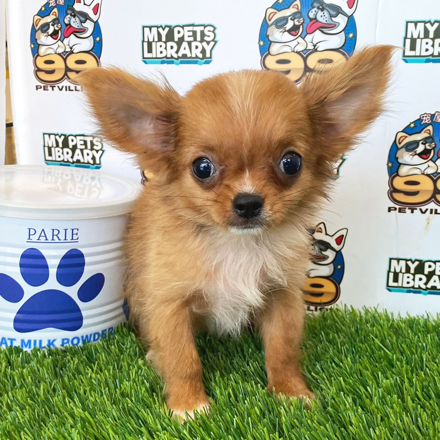 Longcoat Chihuahua Puppy (Female) For Sale