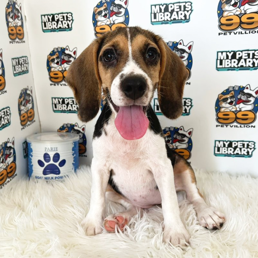 Beagle Puppy (Female) For Sale