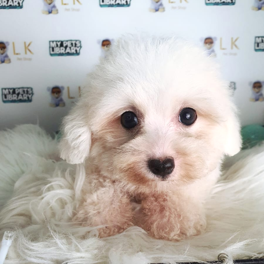 Toy Poodle Puppy (Female) For Sale