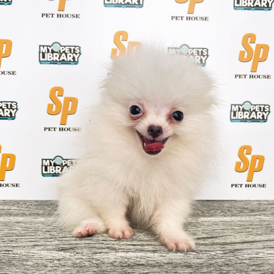 Tiny Pomeranian Puppy (Female) For Sale