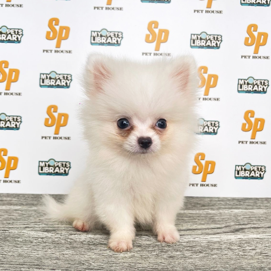 Tiny Pomeranian Puppy (Male) For Sale