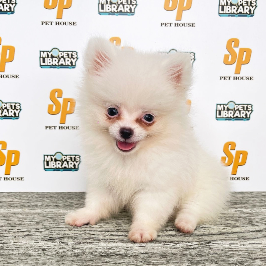 Tiny Pomeranian Puppy (Male) For Sale