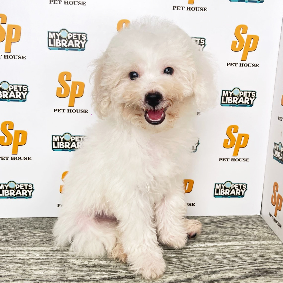 Toy Poodle Puppy (Male) For Sale