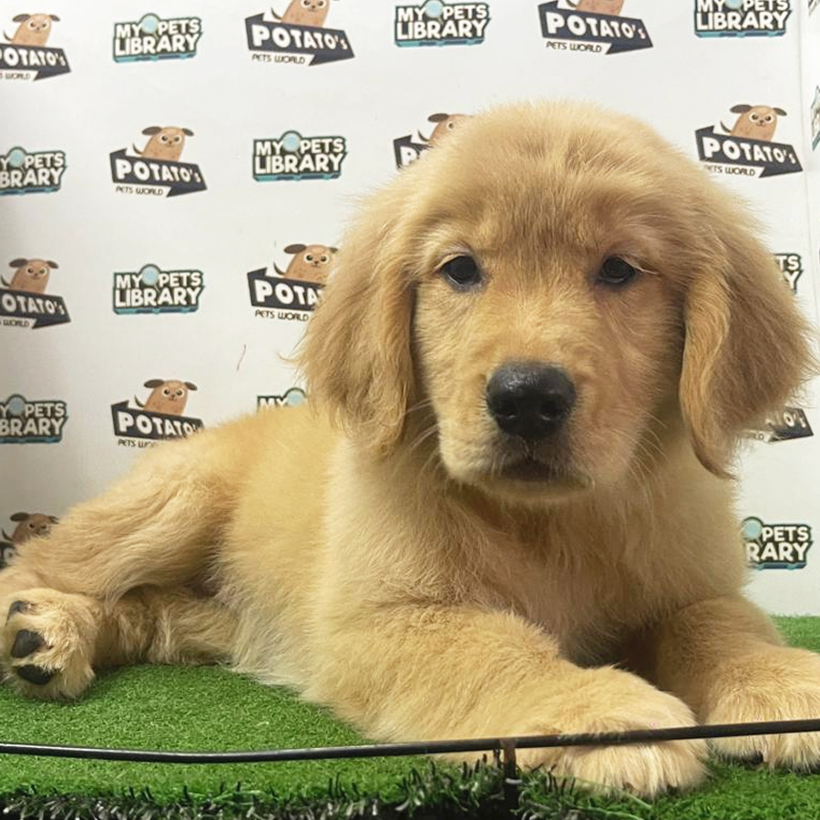 Golden Retriever Puppy (Female) For Sale