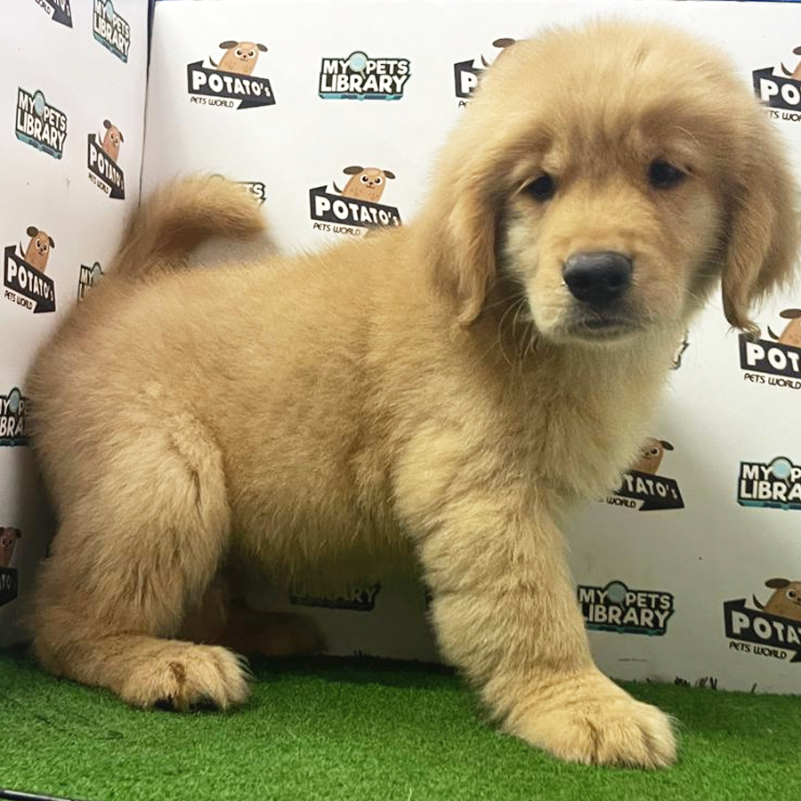Golden Retriever Puppy (Male) For Sale