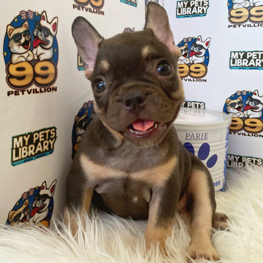 French Bulldog Puppy (Female) For Sale