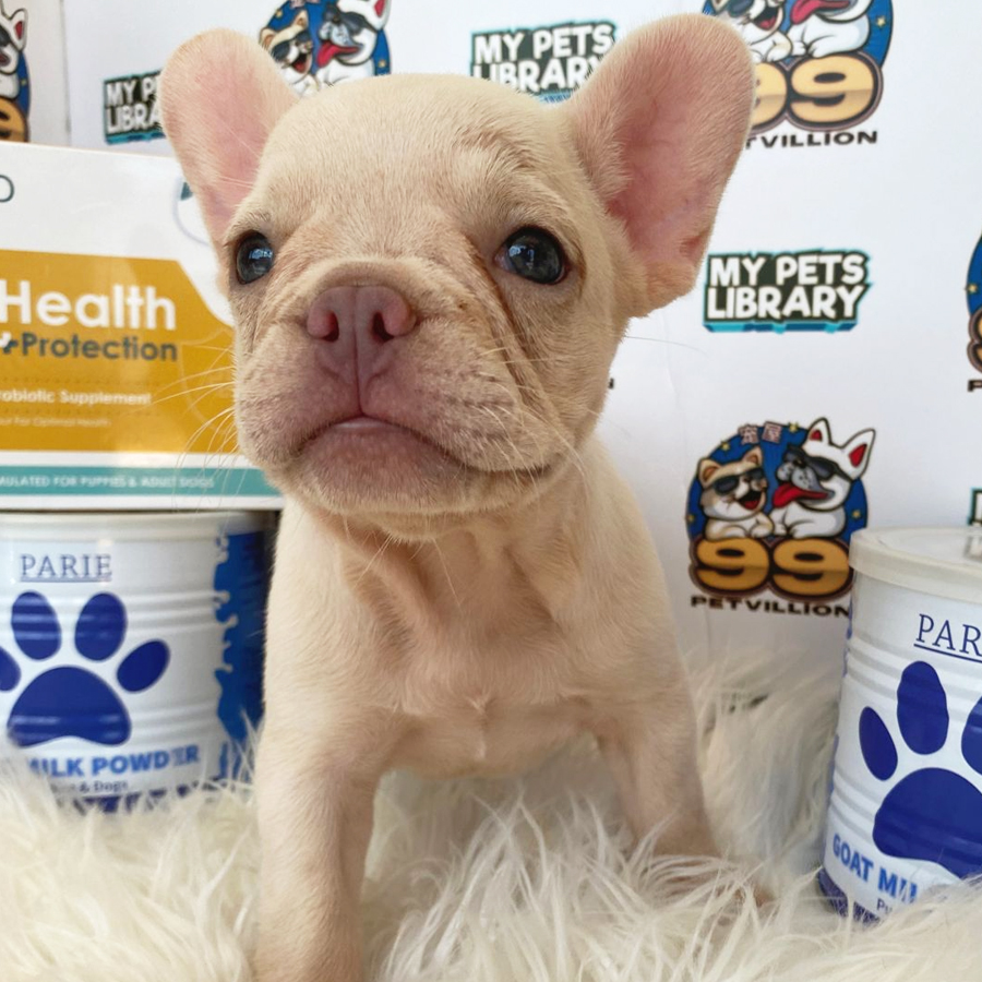 French Bulldog Puppy (Male) For Sale