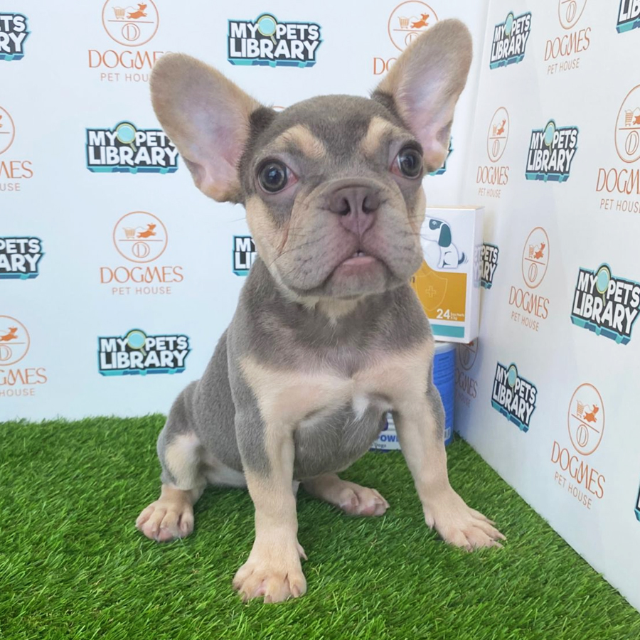 French Bulldog Puppy (Male) For Sale