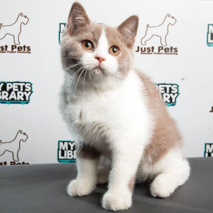 British Shorthair Kitten (Male) For Sale