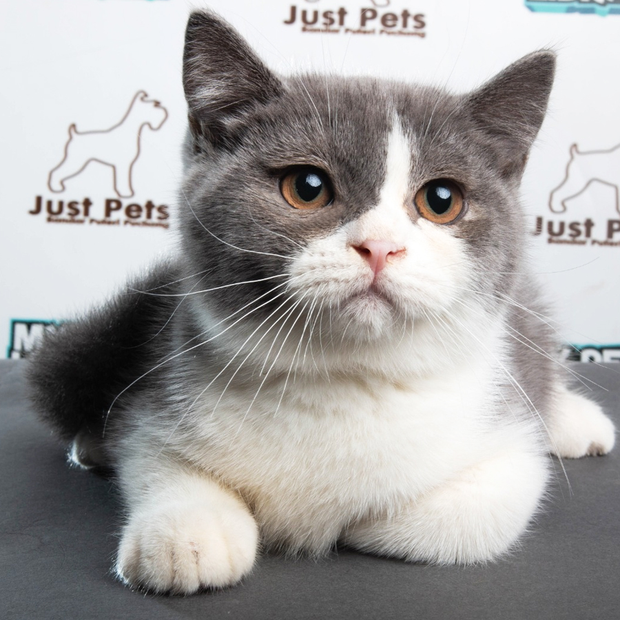 British Shorthair Kitten (Male) For Sale