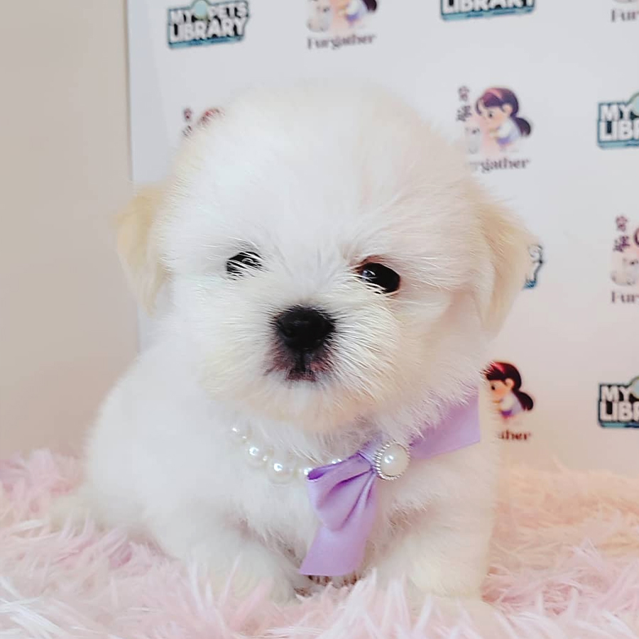 Shih Tzu Puppy (Male) For Sale