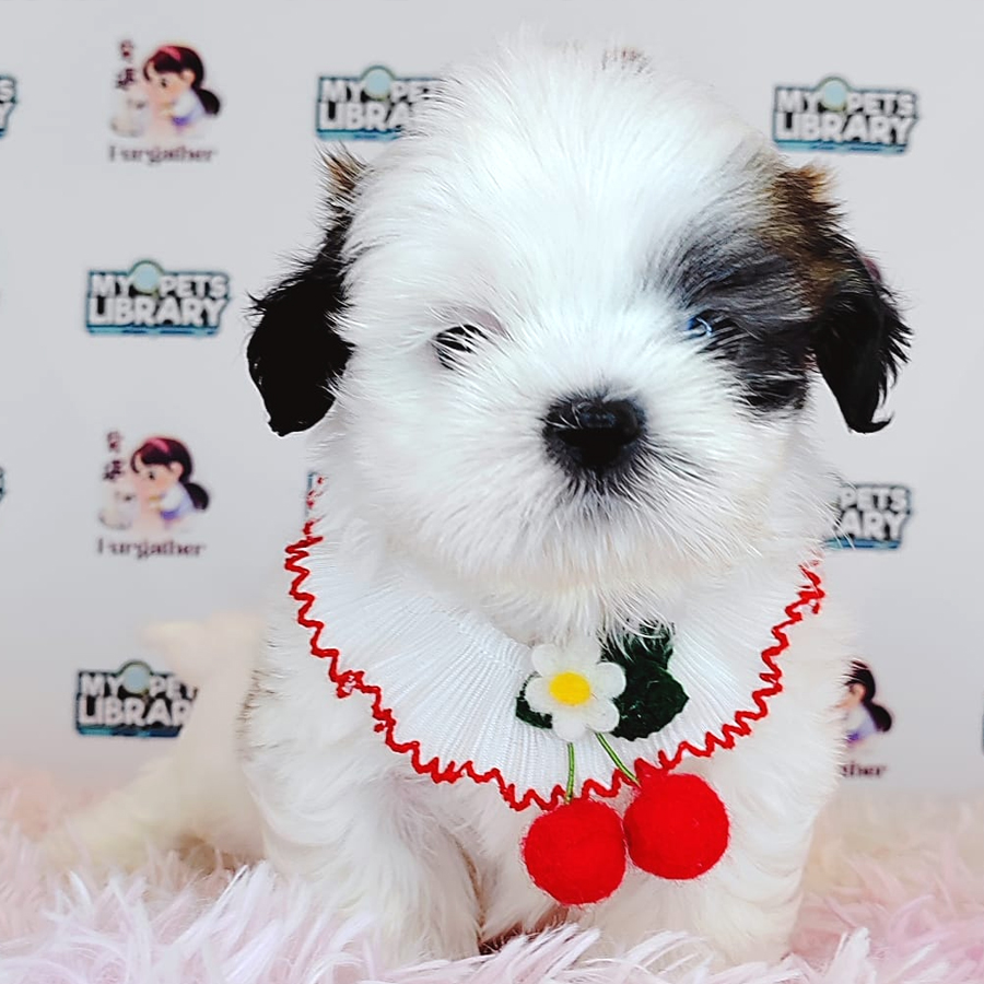 Shih Tzu Puppy (Male) For Sale
