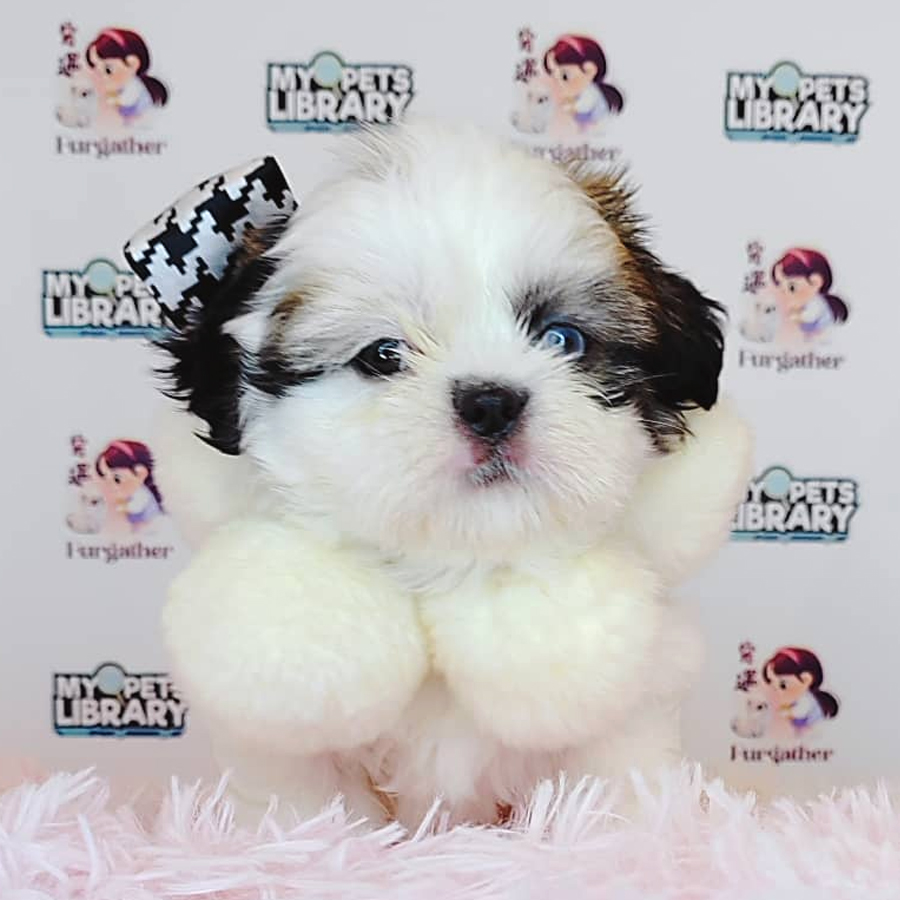 Shih Tzu Puppy (Female) For Sale