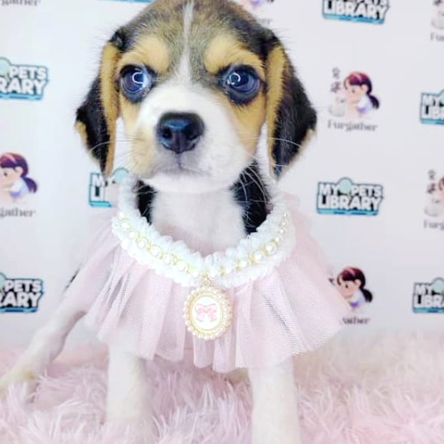 Beagle Puppy (Male) For Sale