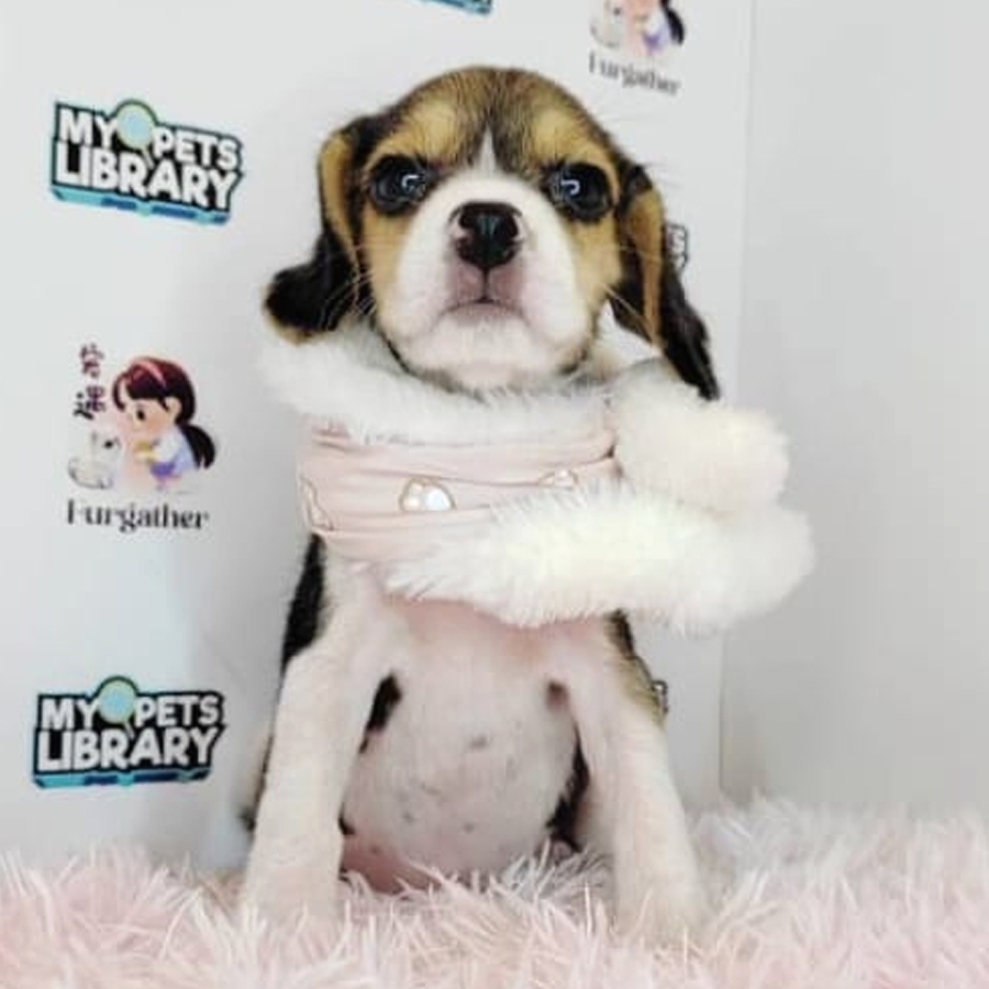 Beagle Puppy (Female) For Sale