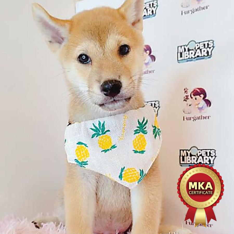 MKA Shiba Inu Puppy (Male) For Sale