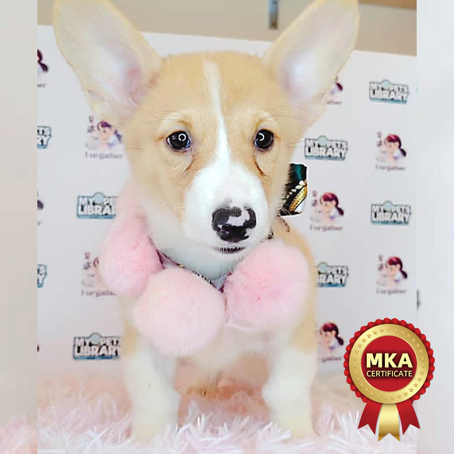 MKA Welsh Corgi Puppy (Female) For Sale