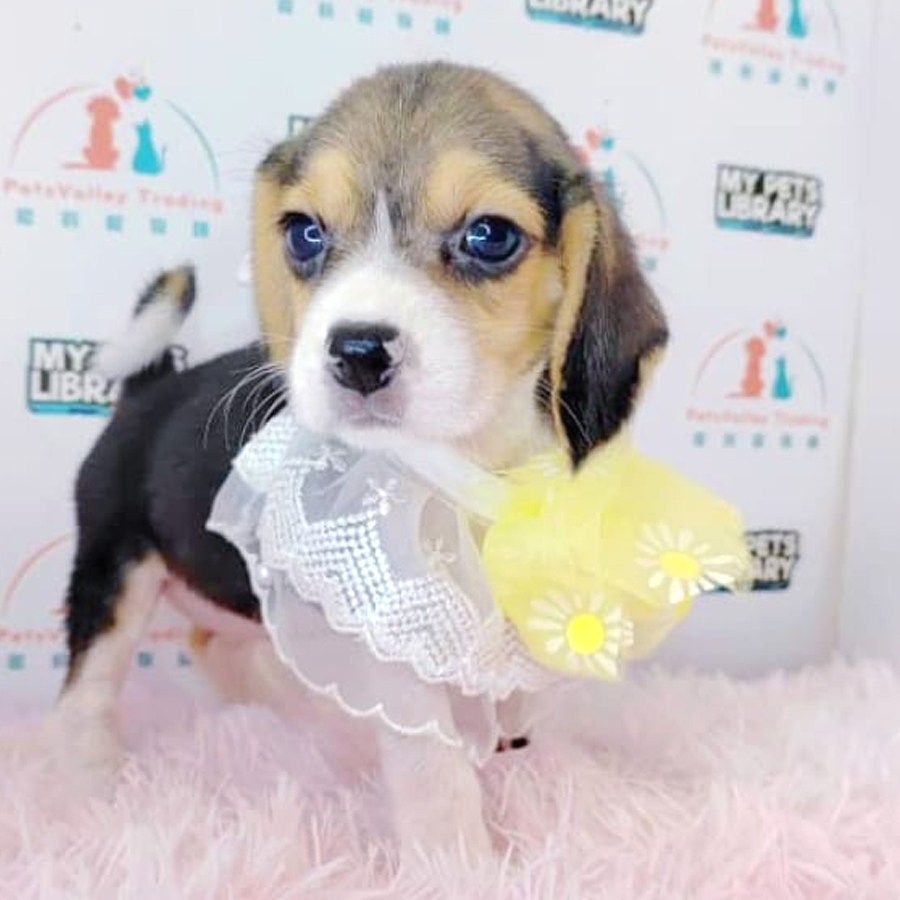 Beagle Puppy (Male) For Sale