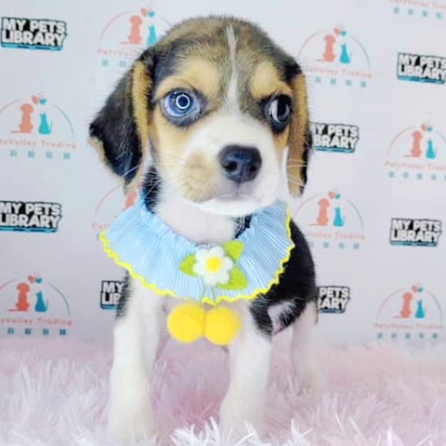 Beagle Puppy (Male) For Sale