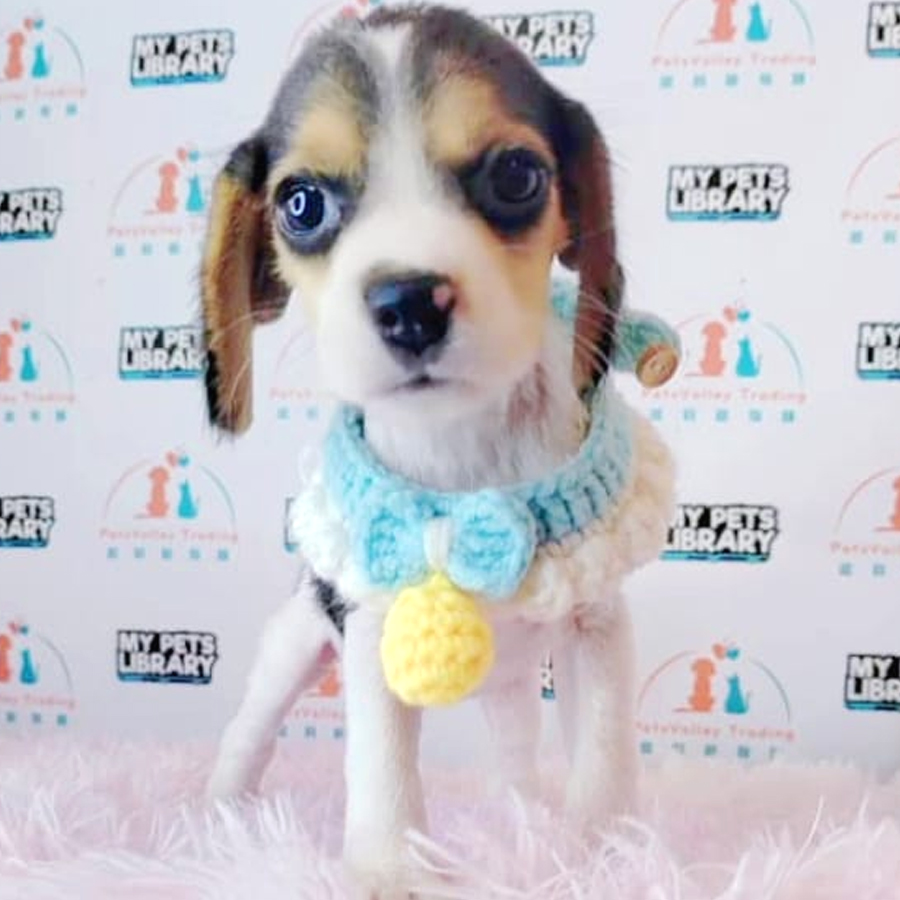 Beagle Puppy (Male) For Sale