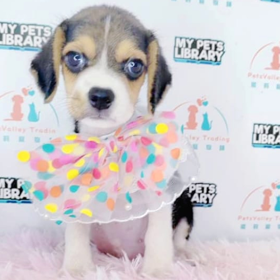 Beagle Puppy (Female) For Sale