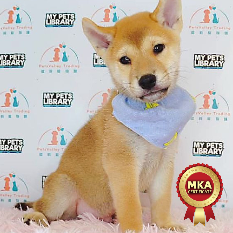 MKA Shiba Inu Puppy (Male) For Sale