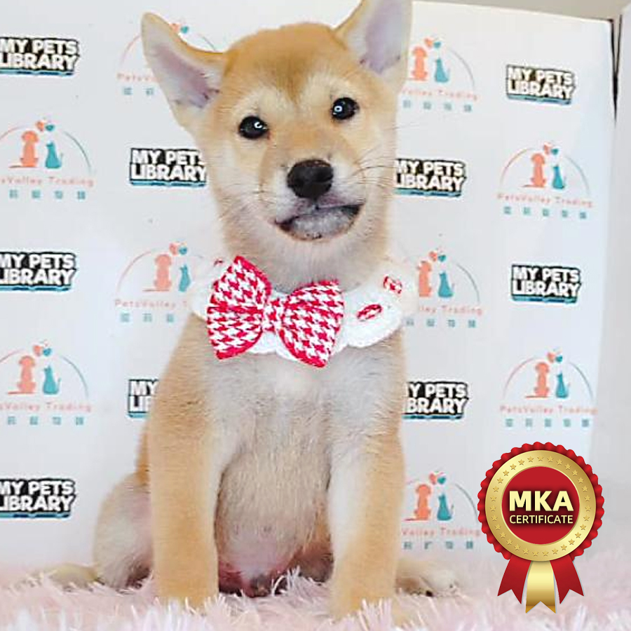 MKA Shiba Inu Puppy (Male) For Sale
