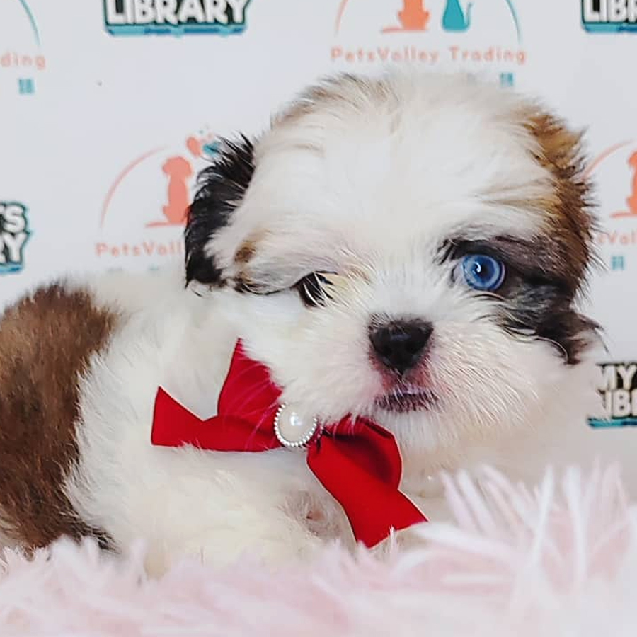 Shih Tzu Puppy (Female) For Sale