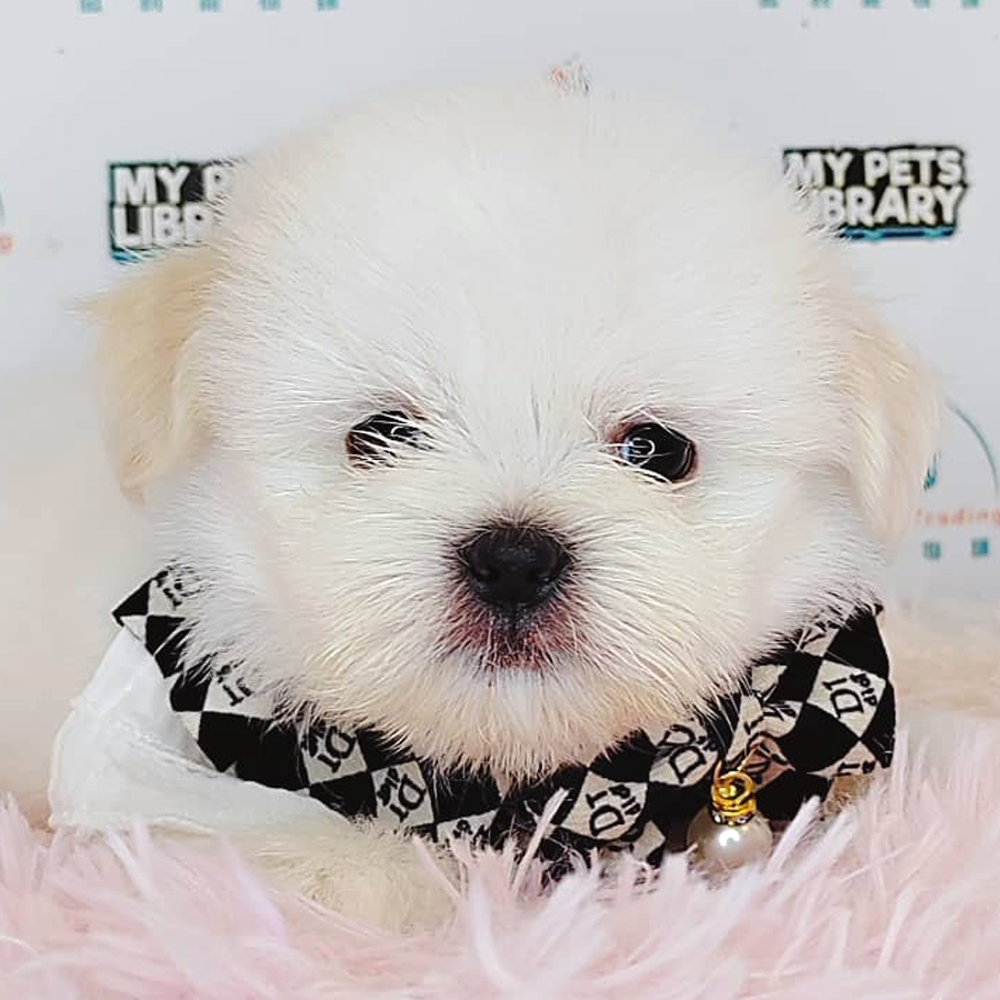 Shih Tzu Puppy (Male) For Sale