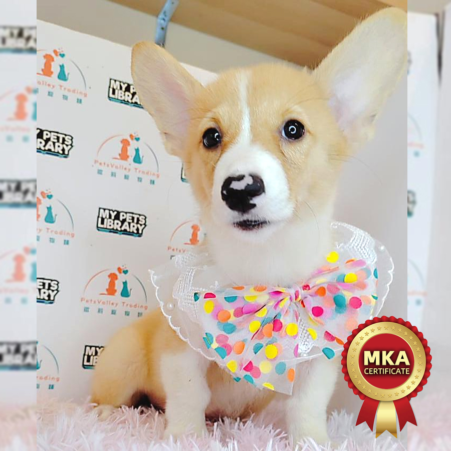 MKA Welsh Corgi Puppy (Female) For Sale