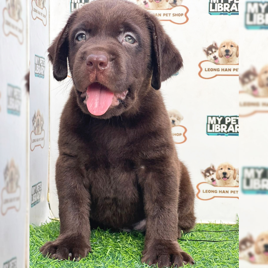 Labrador Retriever Puppy (Male) For Sale