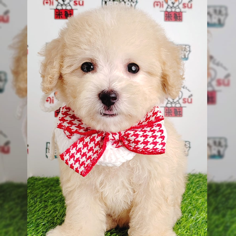 Tiny Poodle Puppy (Female) For Sale