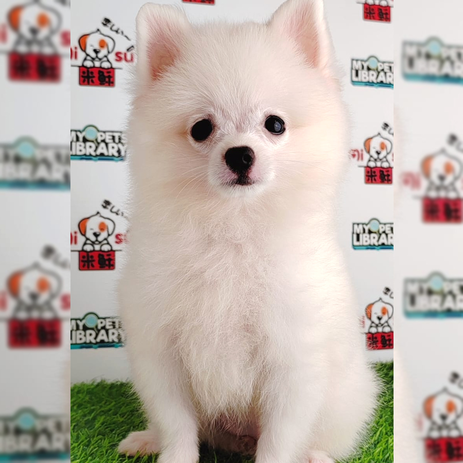 Pomeranian Puppy (Female) For Sale