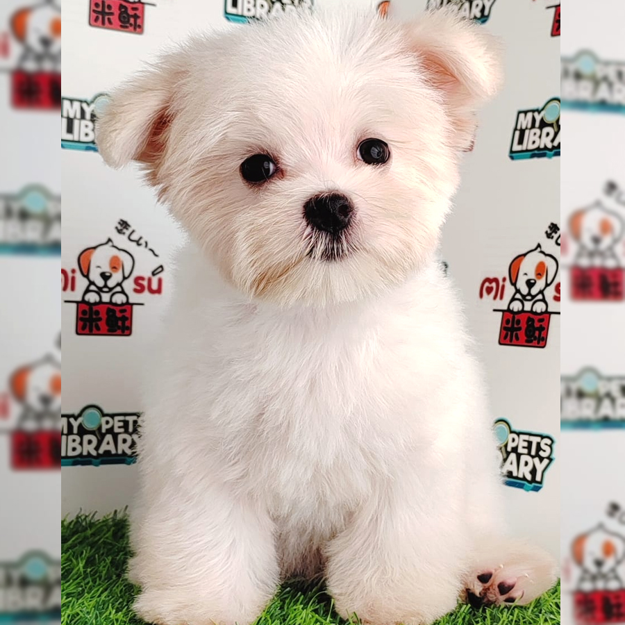 Maltese Puppy (Female) For Sale