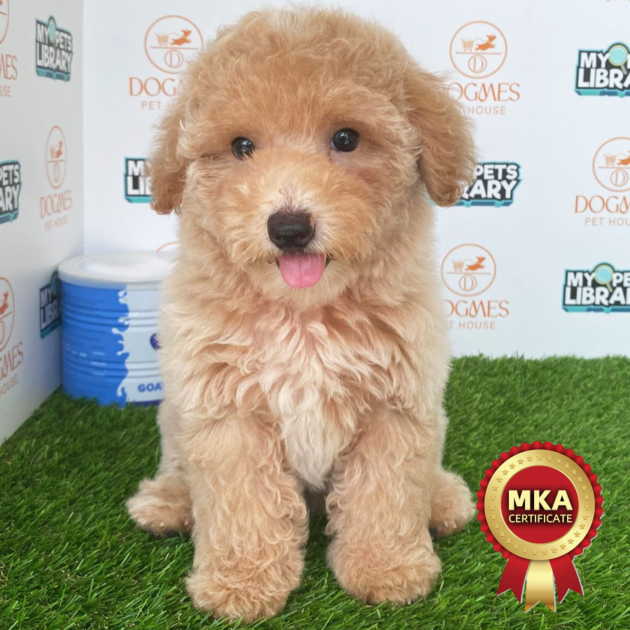 MKA Toy Poodle Puppy (Female) For Sale