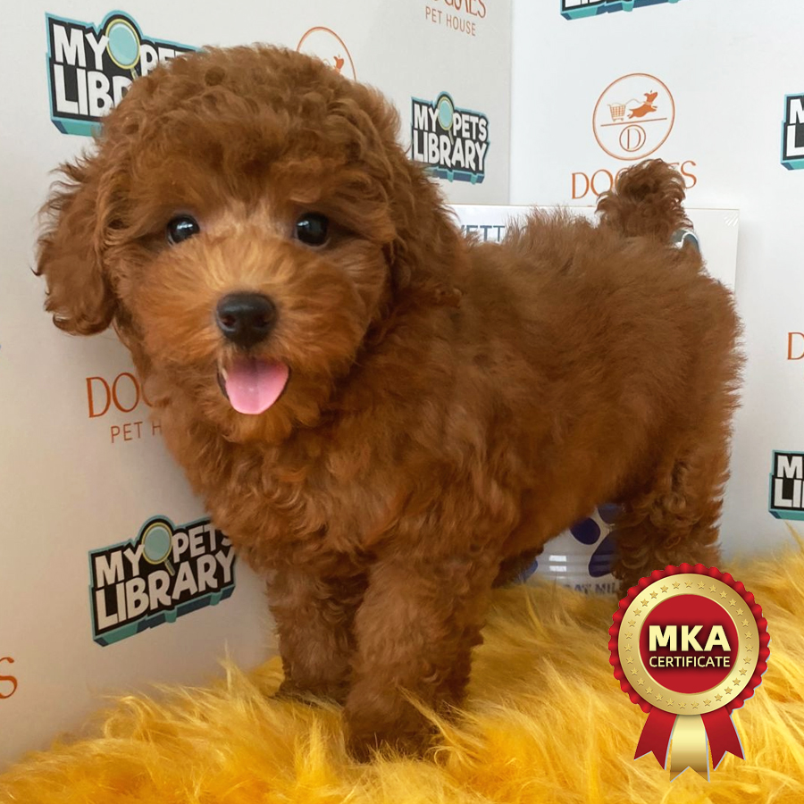 MKA Toy Poodle Puppy (Female) For Sale